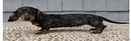 Miniature Dachshund dogs for sale: Mia - Ad 8