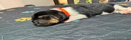 Basset Hound dogs for sale: Jose- orange - Ad 2