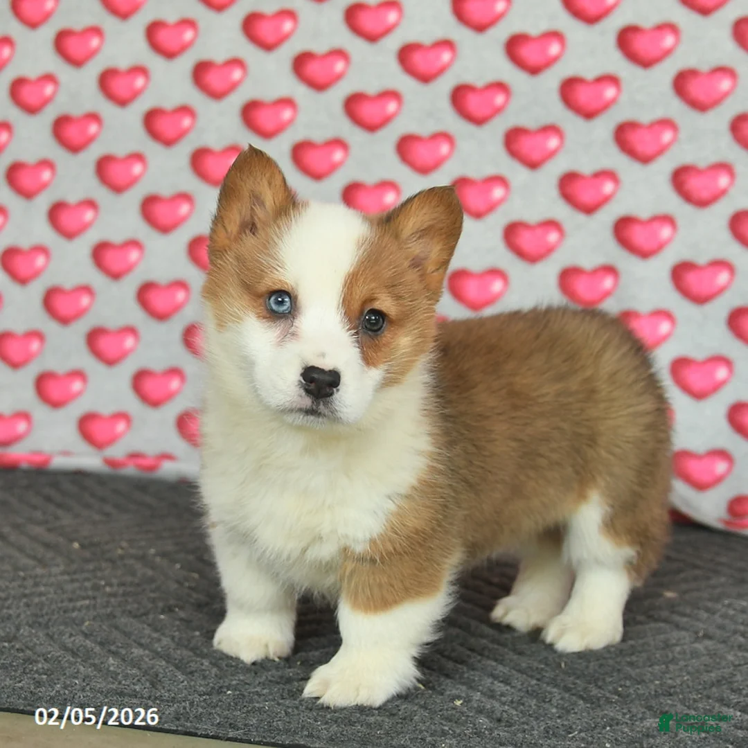 Welsh Corgi Pembroke dogs for sale: Penny  - Ad 4