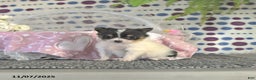 Pomeranian dogs for sale: Lilly - Ad 14