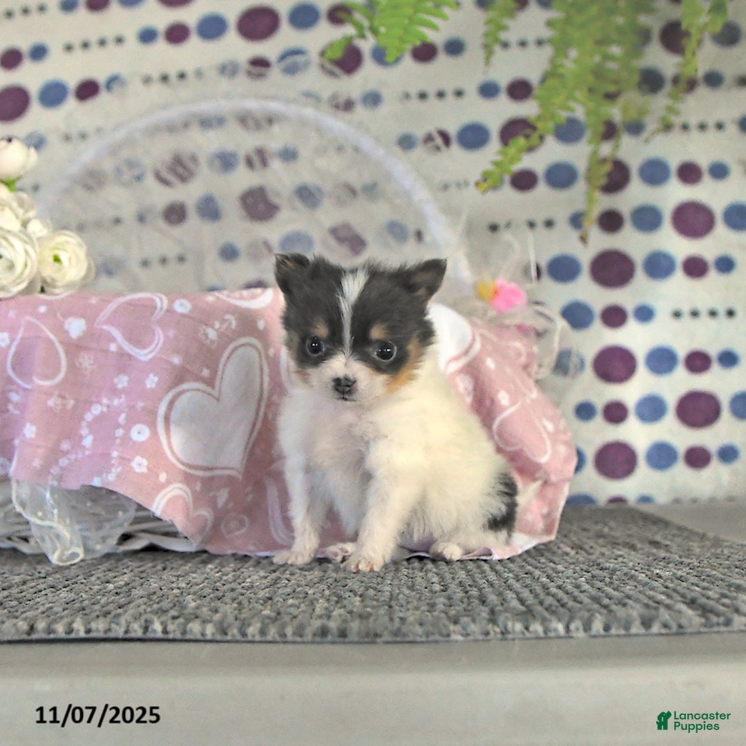 Pomeranian dogs for sale: Lilly - Ad 14
