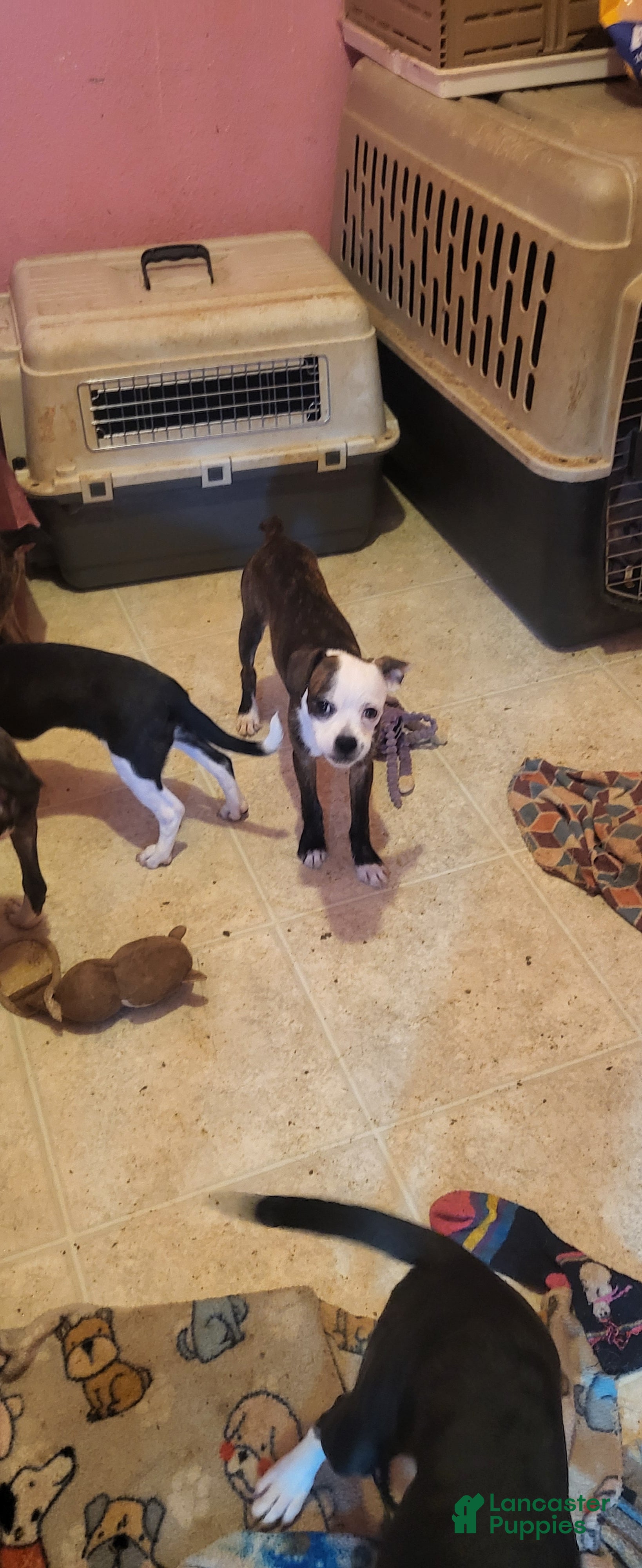 Mixed Breed dogs for sale: Mixed Breed 3 - Ad 2