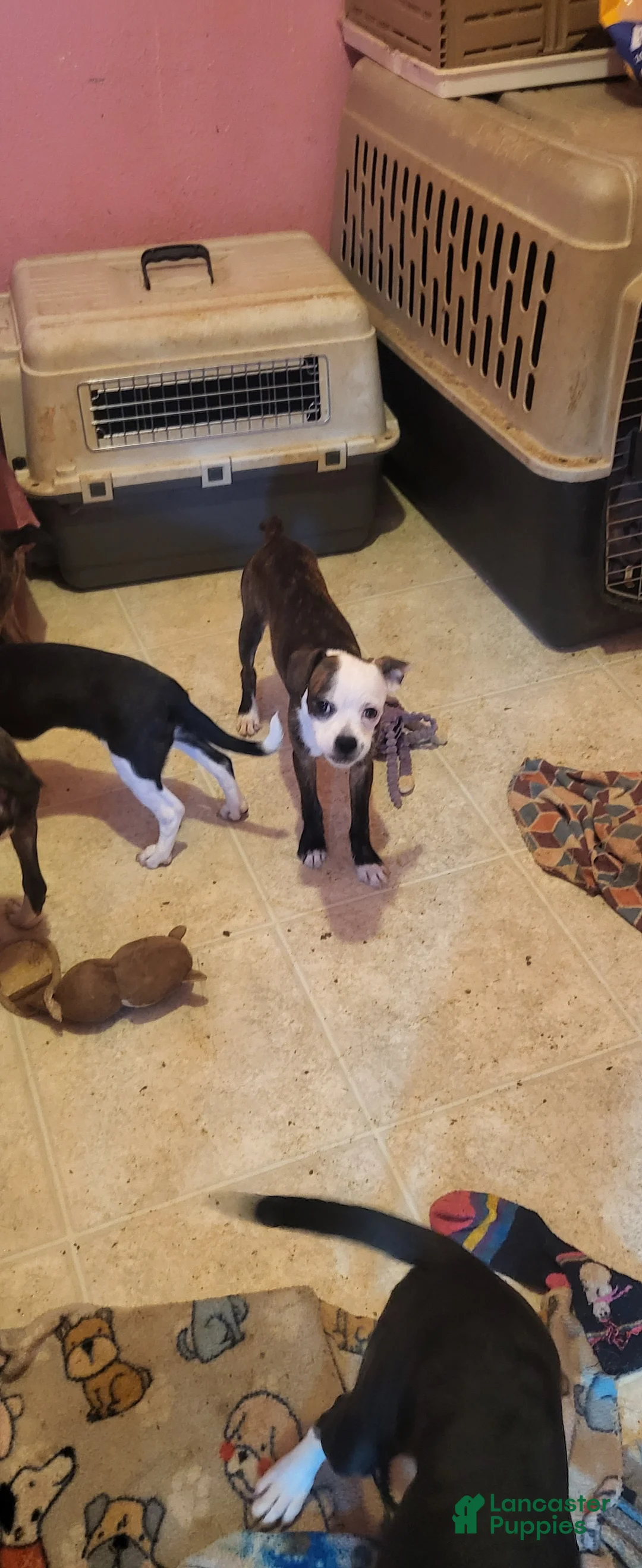 Mixed Breed dogs for sale: Mixed Breed 3 - Ad 2