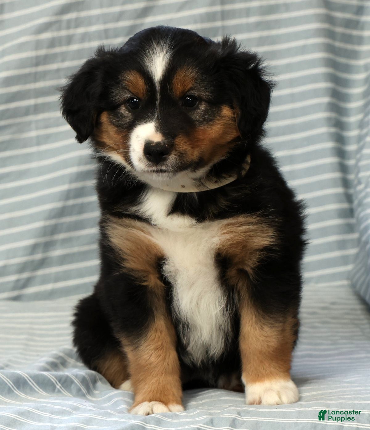 Australian Shepherd dogs for sale: Willow - Ad 8