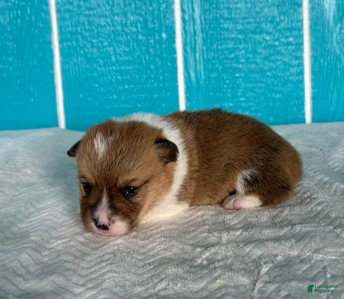 Welsh Corgi Pembroke dogs Jenny Welsh Corgi Pembroke Puppy  - Ad 2