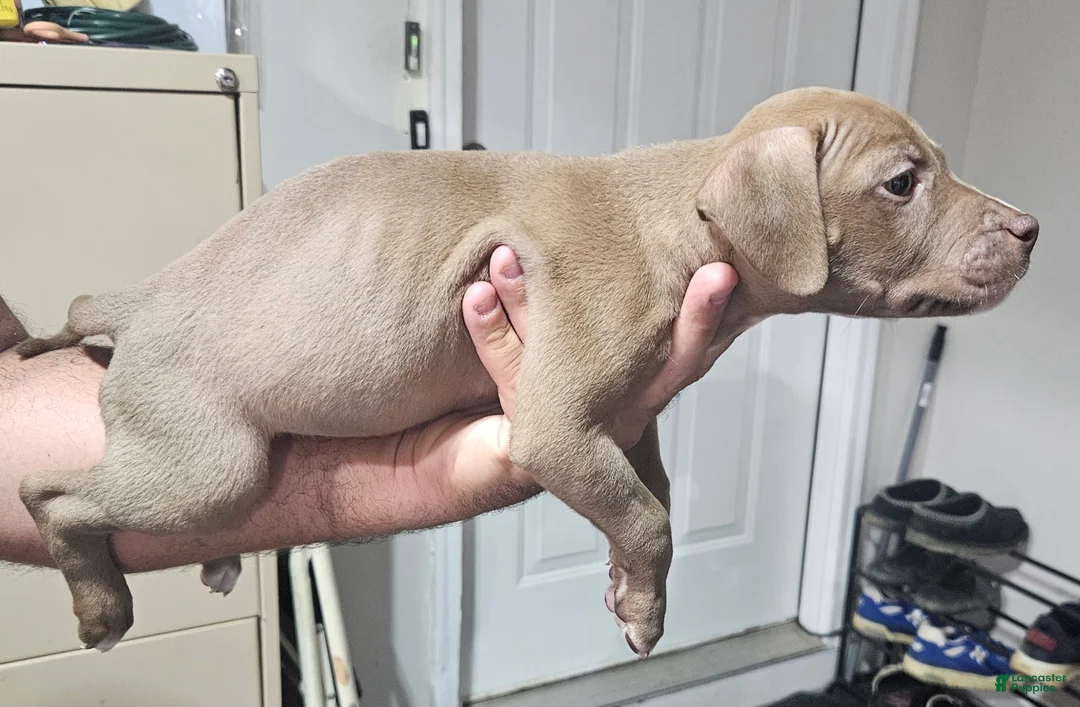 American Staffordshire Terrier dogs for sale: American Staffordshire Terrier 3 chocolate with white  - Ad 2
