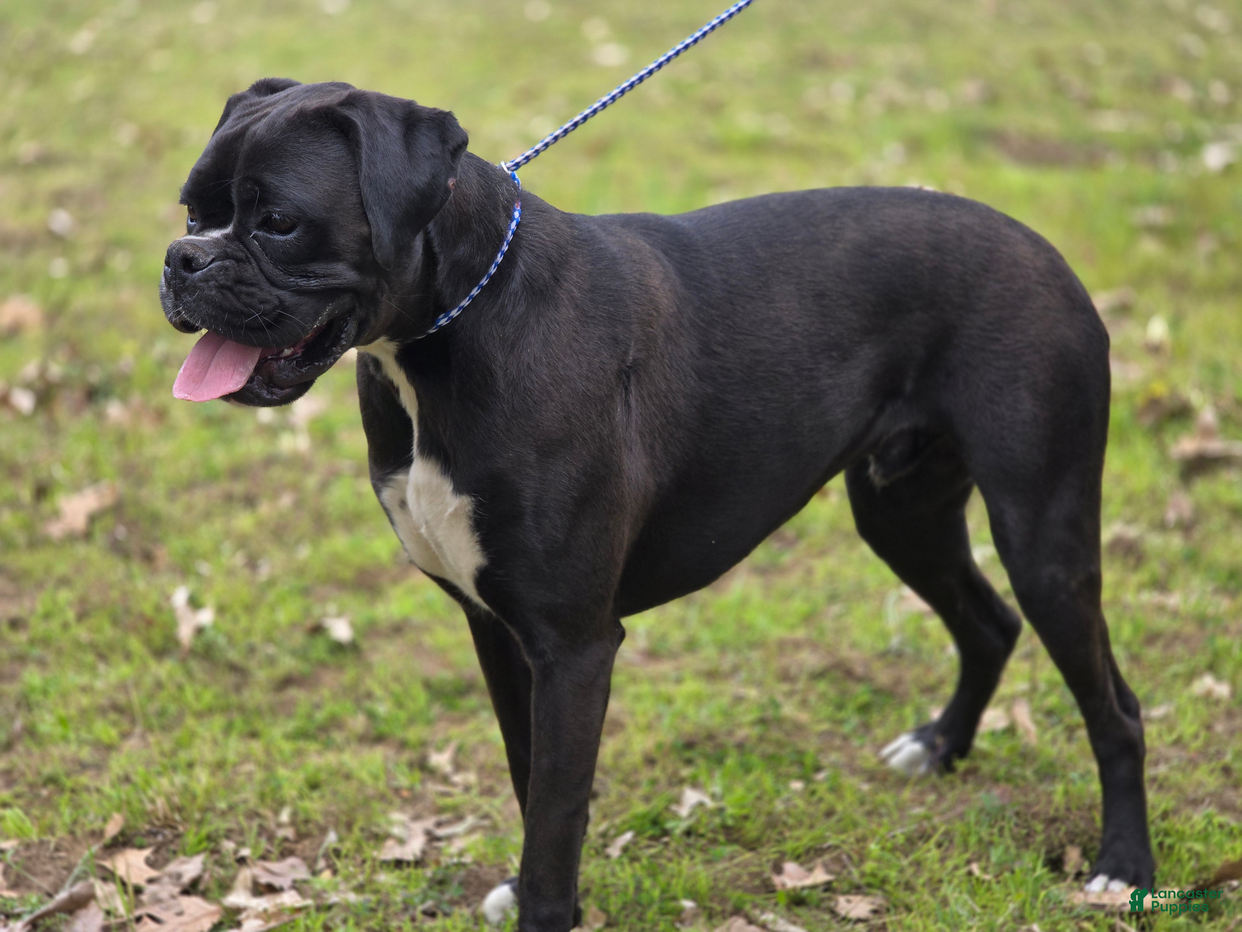 Boxer dogs Boxer Puppy 1 - Ad 1