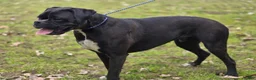 Boxer dogs for sale: Boxer Puppy 1 - Ad 1