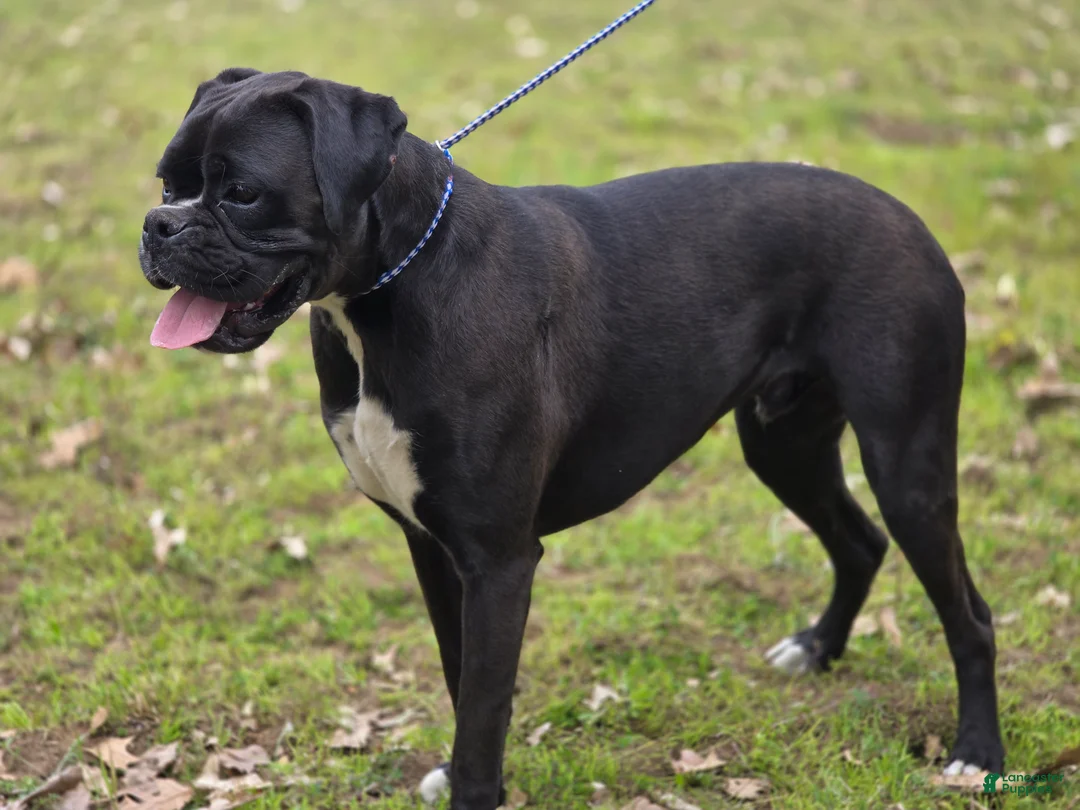 Boxer dogs for sale: Boxer Puppy 1 - Ad 1