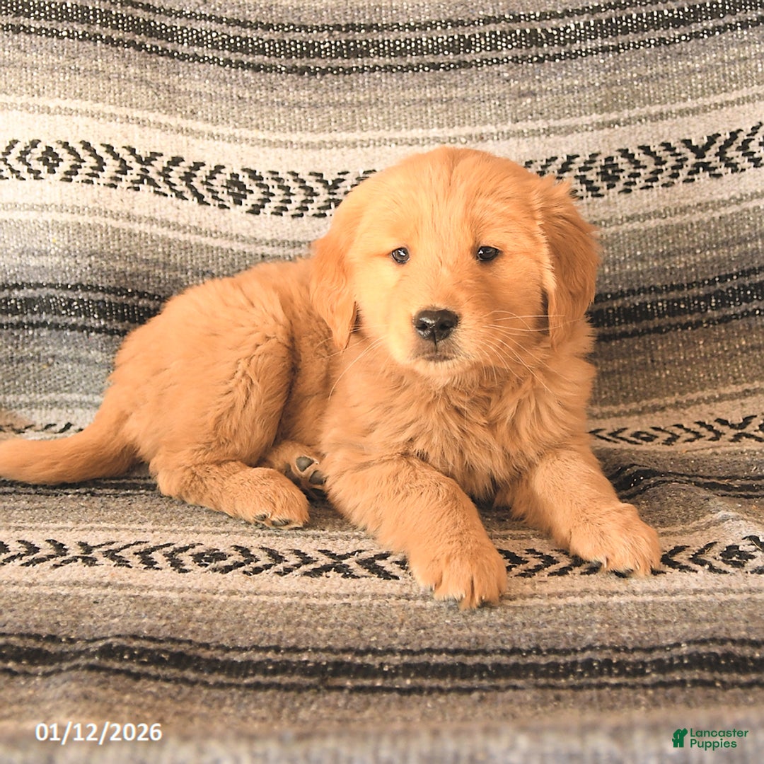 Golden Retriever dogs for sale: Fancy - Ad 2