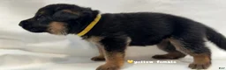 German Shepherd dogs for sale: yellow - Ad 6