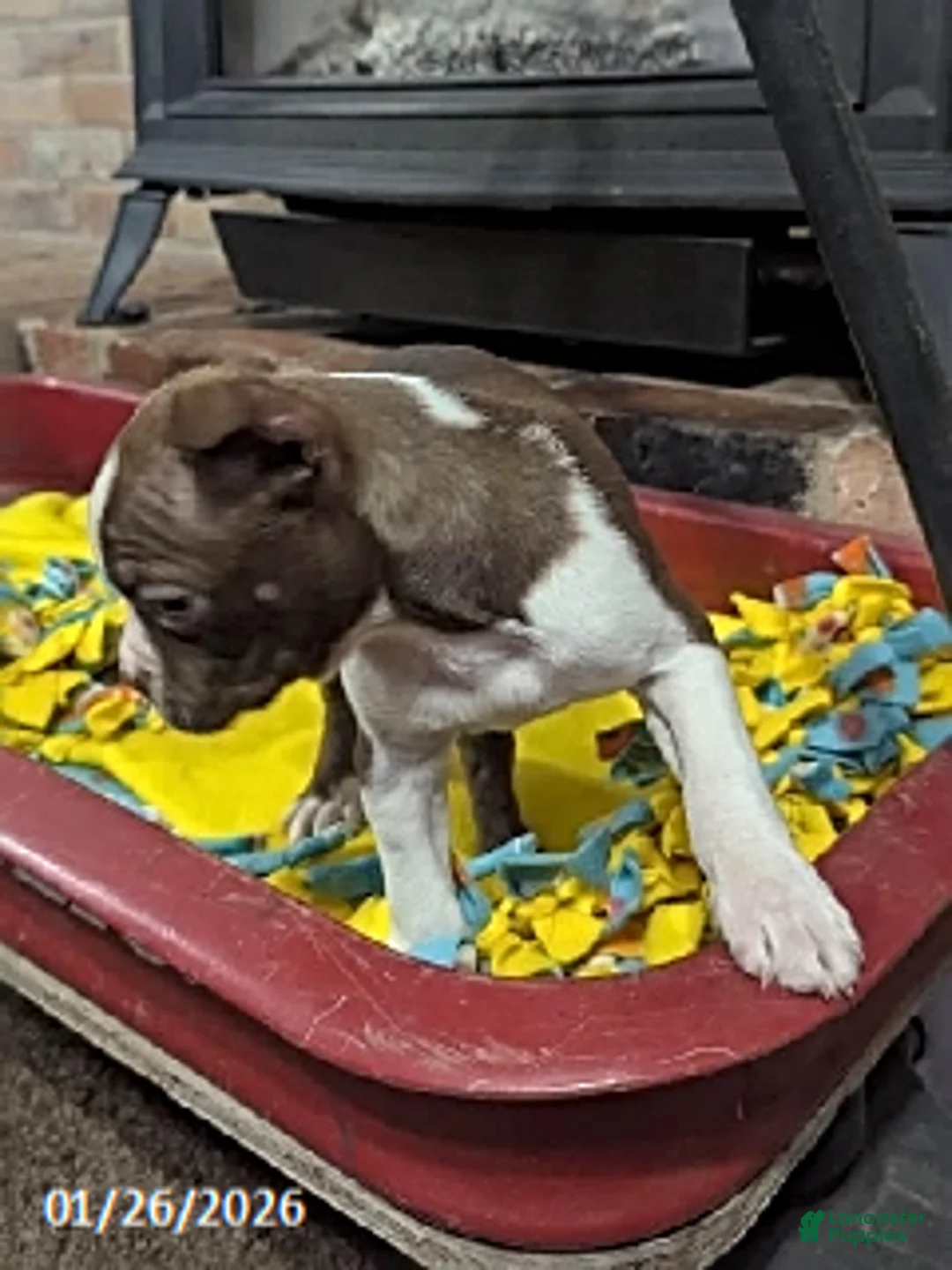 Boston Terrier dogs for sale: Hadassah - Ad 2