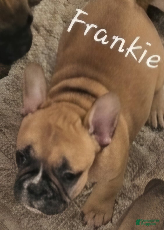 French Bulldog dogs Frankie - Ad 2