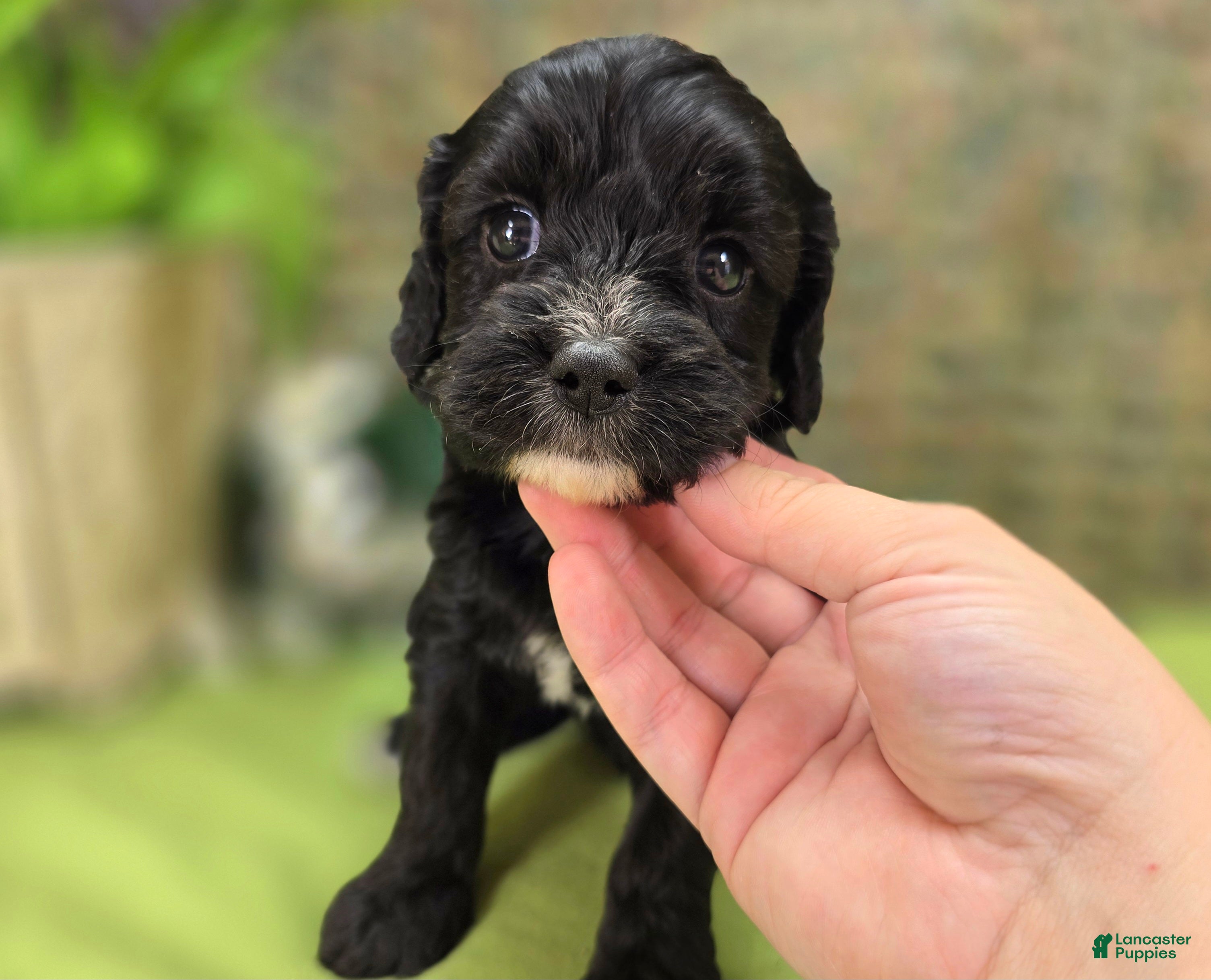 Cavapoo dogs Delilah - Ad 22