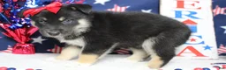 Mixed Breed dogs for sale: Magnolia  - Ad 5