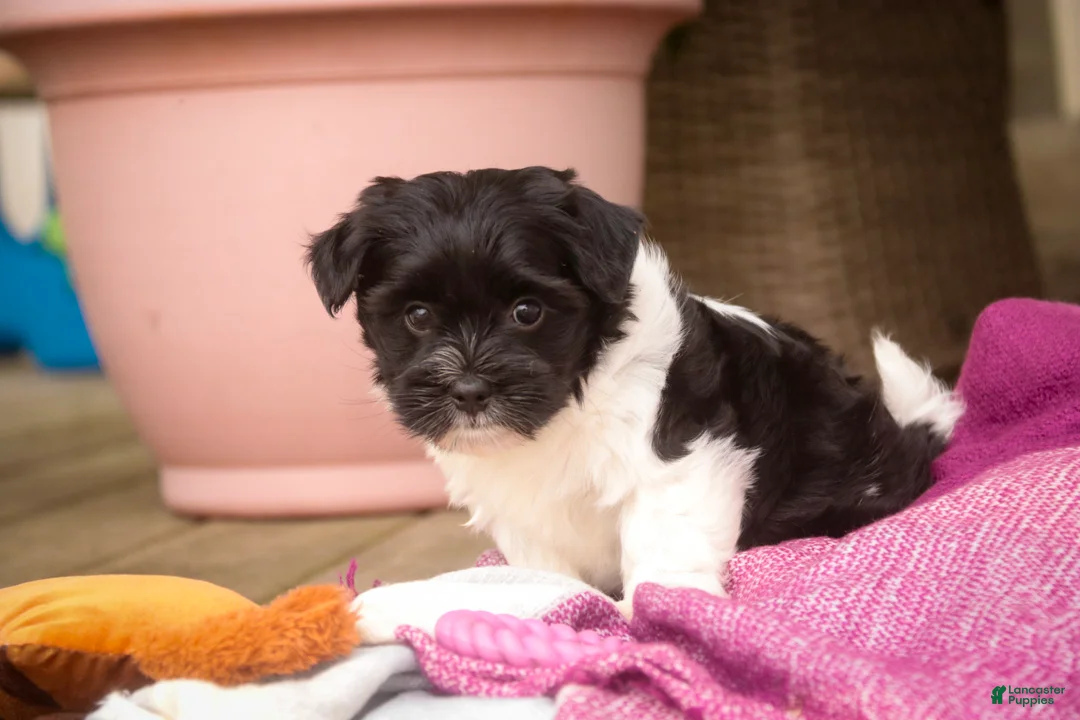 Havanese dogs for sale: Winnie Havanese  - Ad 2