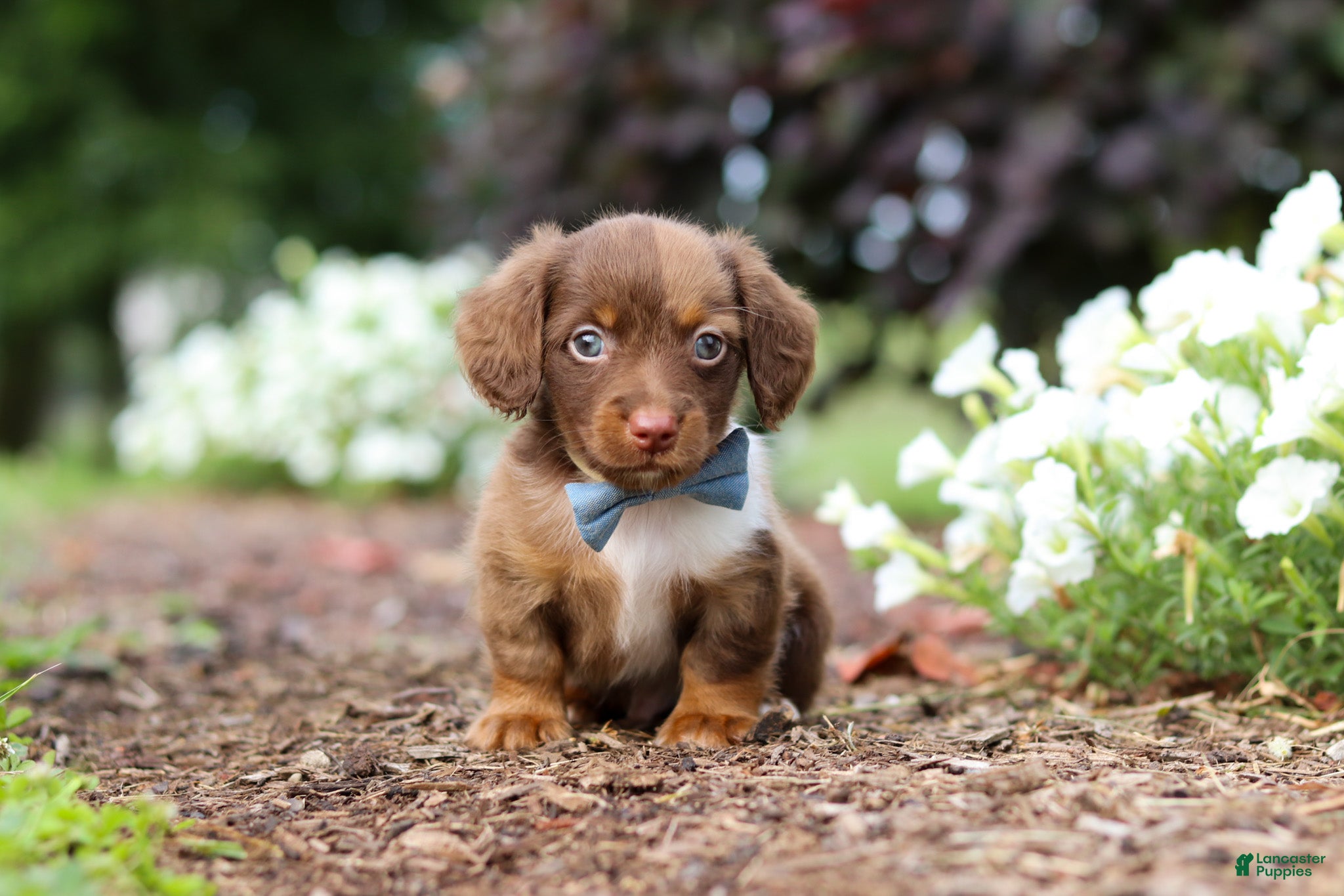 Miniature Dachshund dogs Murphey - Ad 1