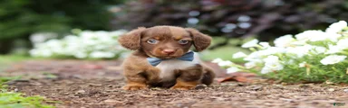 Murphey