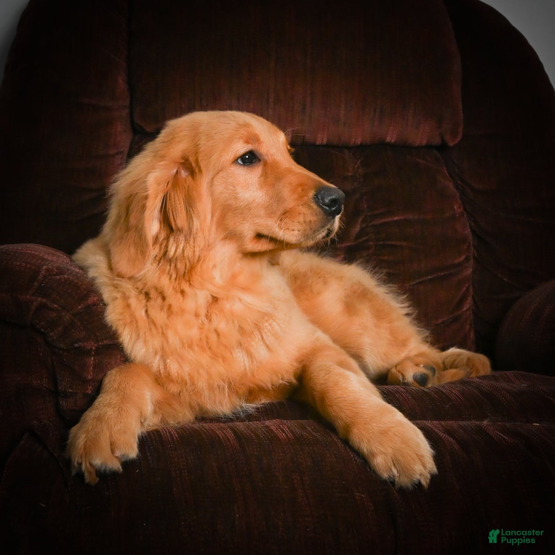 Golden Retriever dogs for sale: Golden Retriever litter of 5 puppies - Ad 3