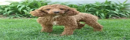 Cockapoo dogs for sale: Morgan - Ad 7