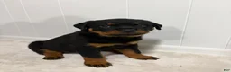 Rottweiler dogs for sale: Lady - Ad 2