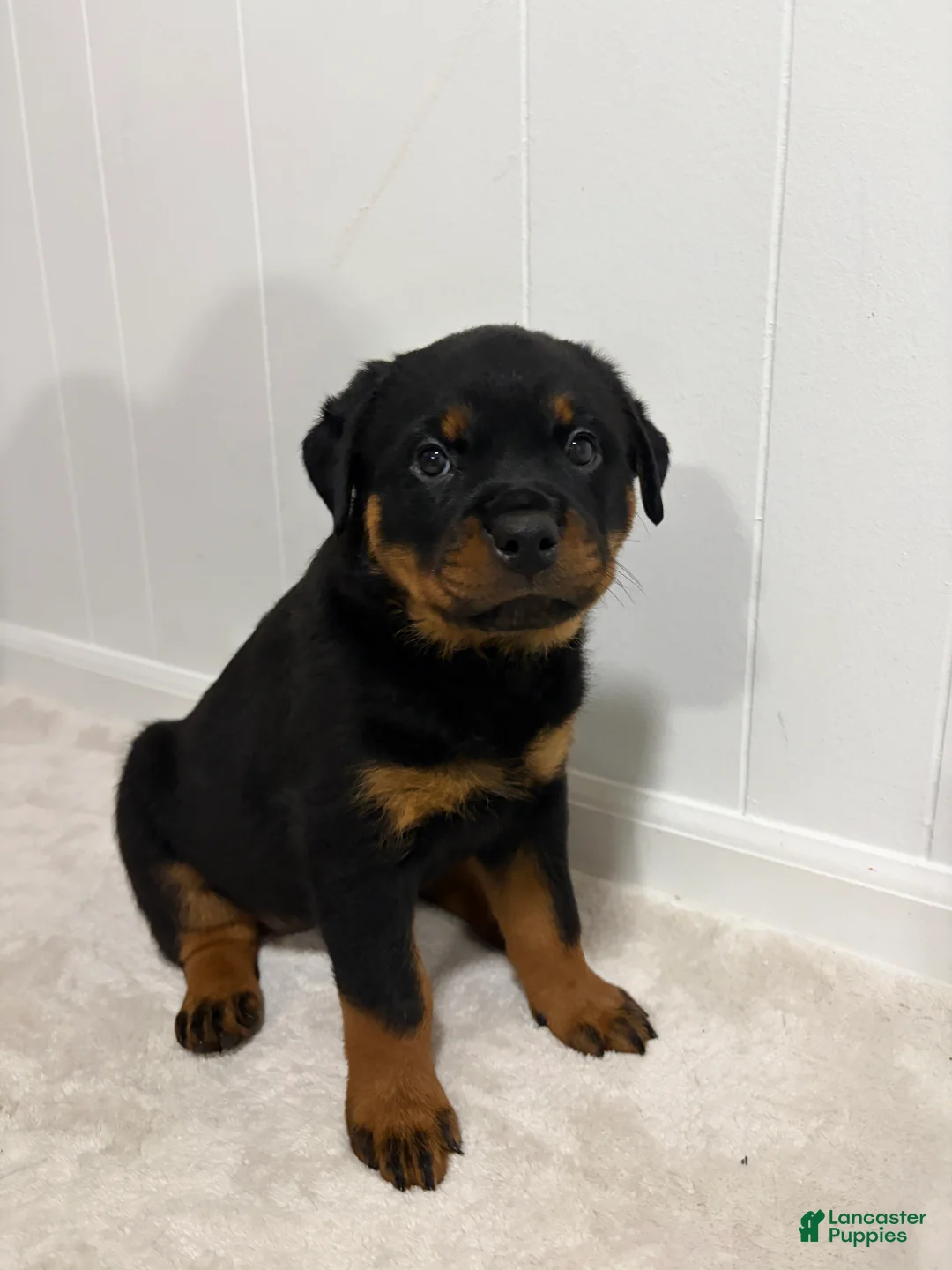 Rottweiler dogs for sale: Lady - Ad 2