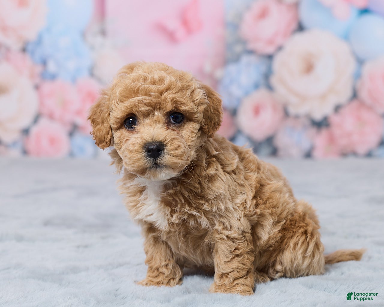 Bichpoo dogs Petunia - Ad 2
