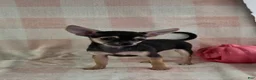 Chihuahua dogs for sale: June - Ad 5