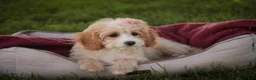 Mixed Breed dogs for sale: Tinker Bell MUNCHKIN BERNEDOODLE - Ad 4