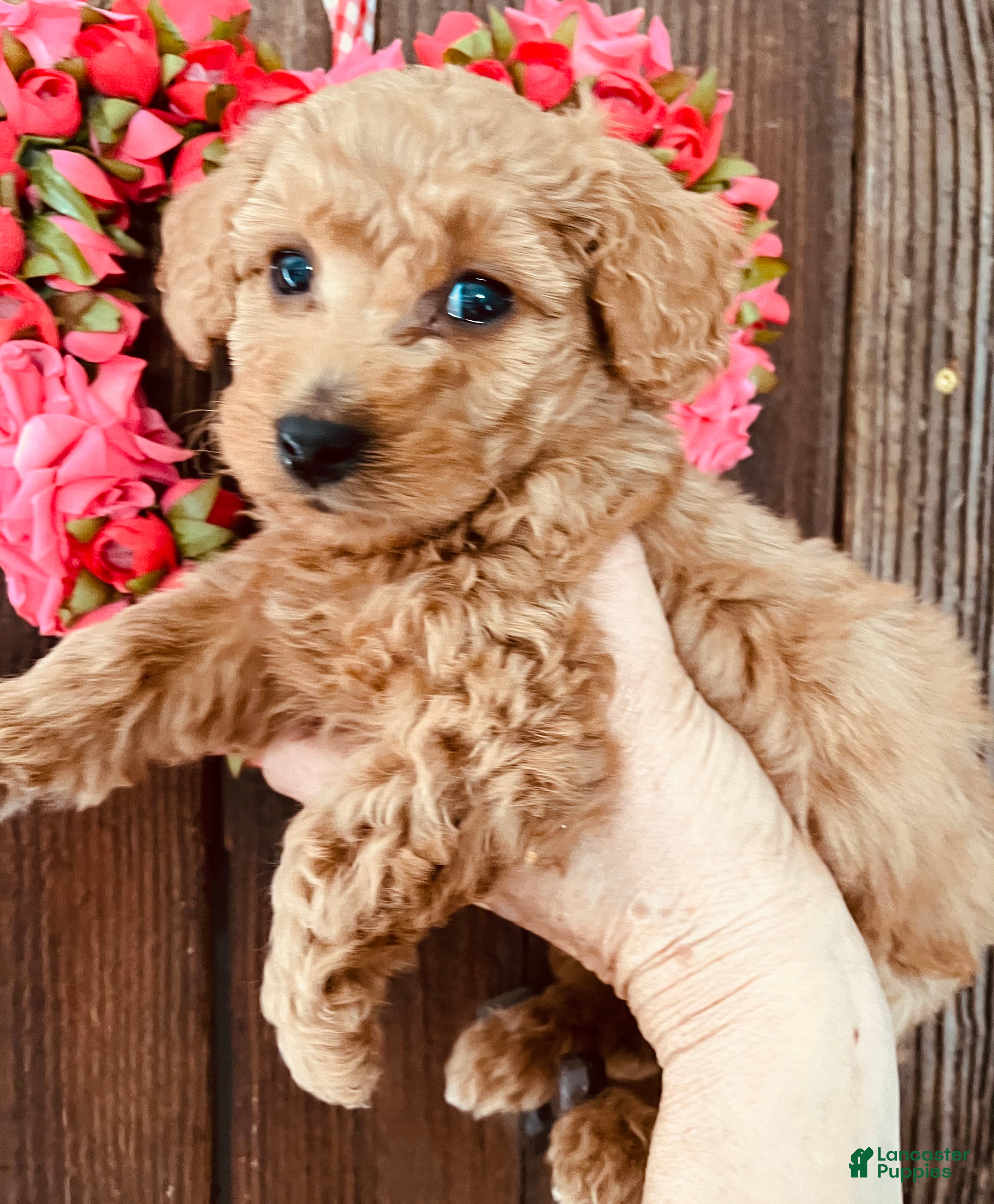 Mini Goldendoodle dogs Poptart - Ad 2