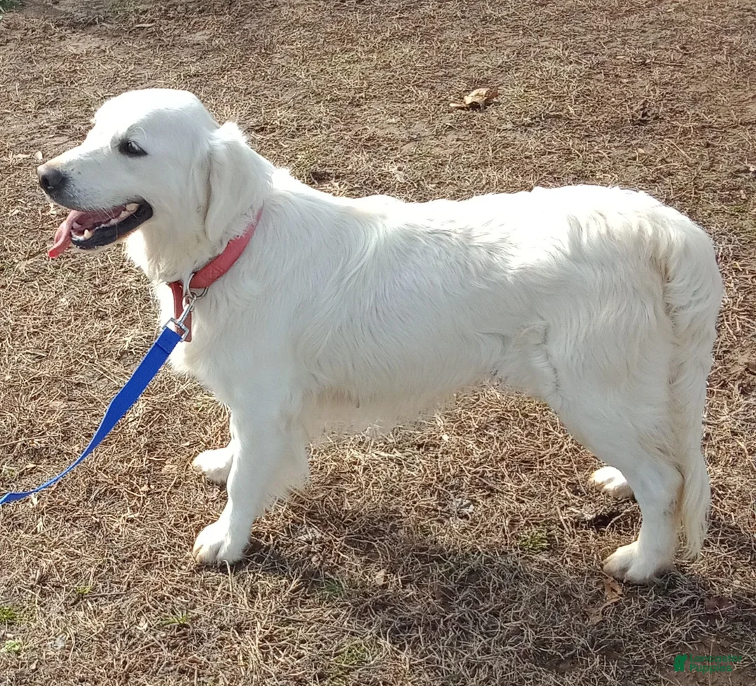 Golden Retriever dogs for sale: Nina - Ad 2