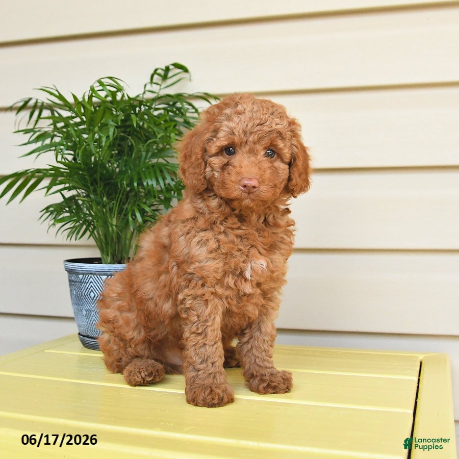 Miniature Poodle dogs for sale: Lennard - Ad 4