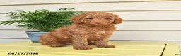 Miniature Poodle dogs for sale: Lennard - Ad 1