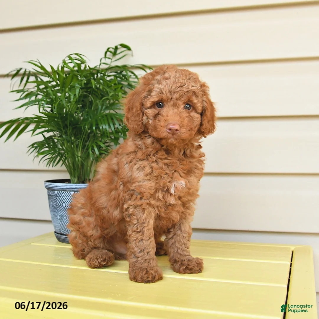 Miniature Poodle dogs for sale: Lennard - Ad 1