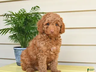 Miniature Poodle dogs for sale: Lennard - Ad 4
