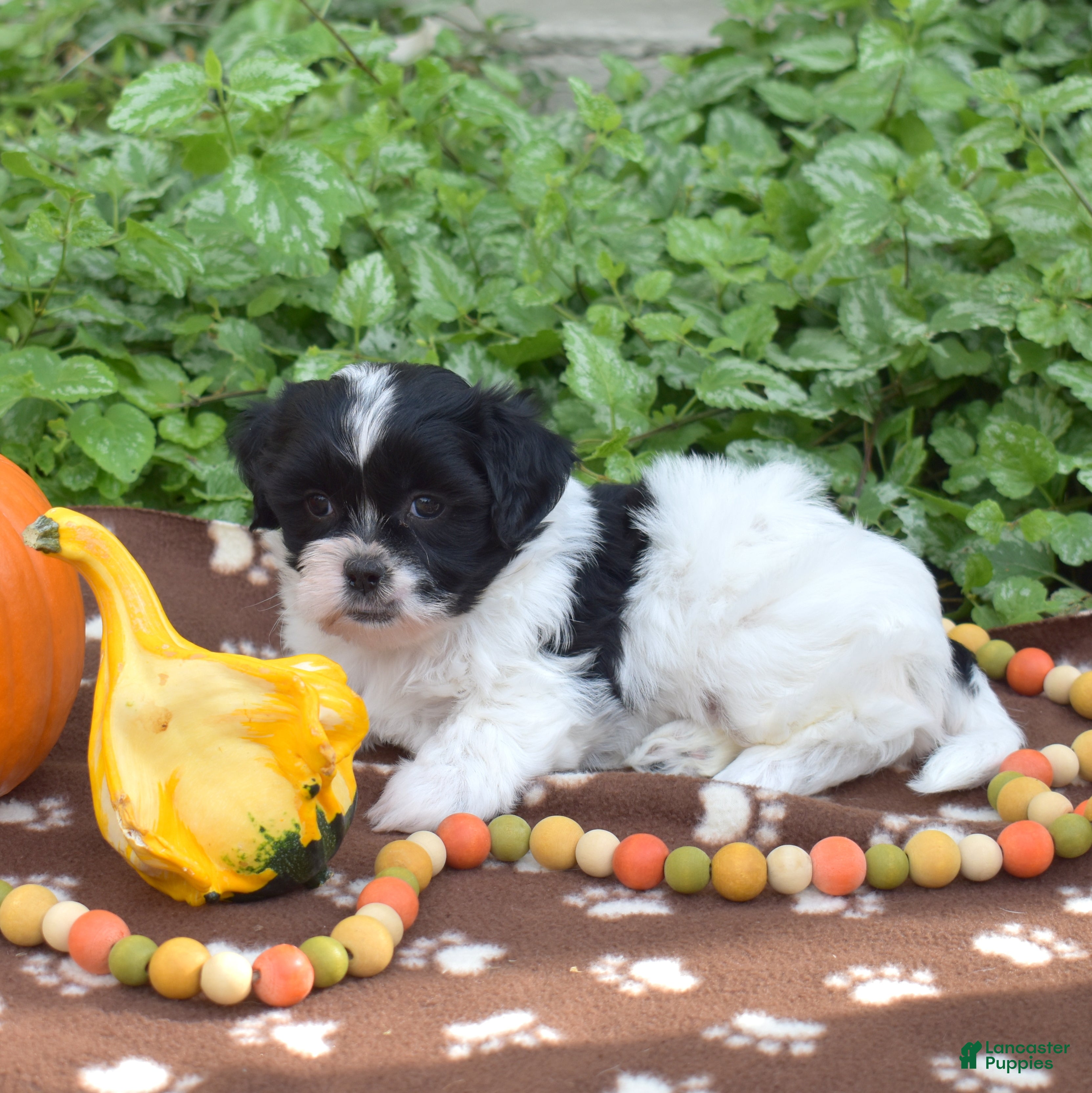 Teddy Bear dogs Clove - Ad 2