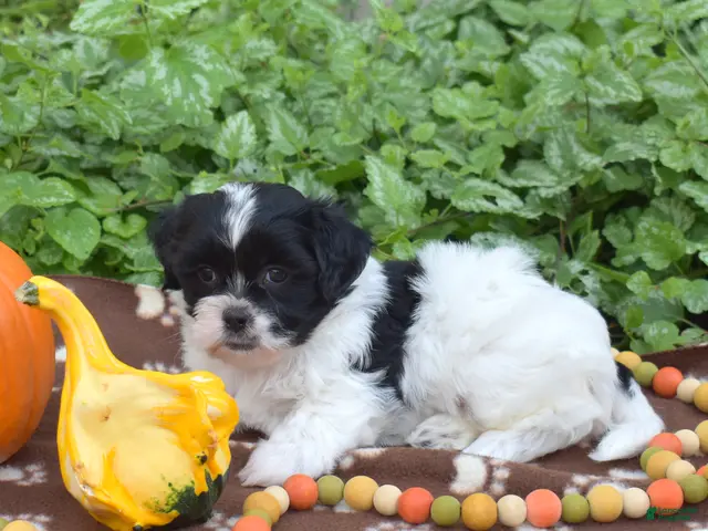 Teddy Bear dogs for sale: Clove - Ad 2