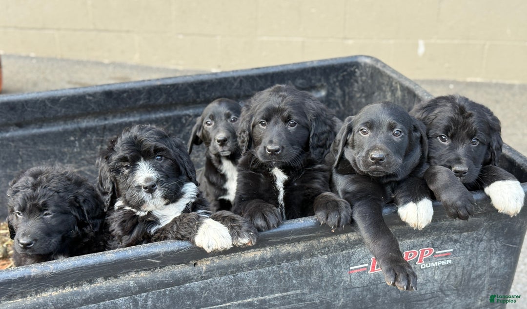 Mixed Breed dogs for sale: Rumi - Ad 12