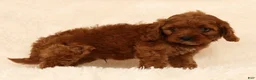 Cavapoo dogs for sale: Roger - Ad 5