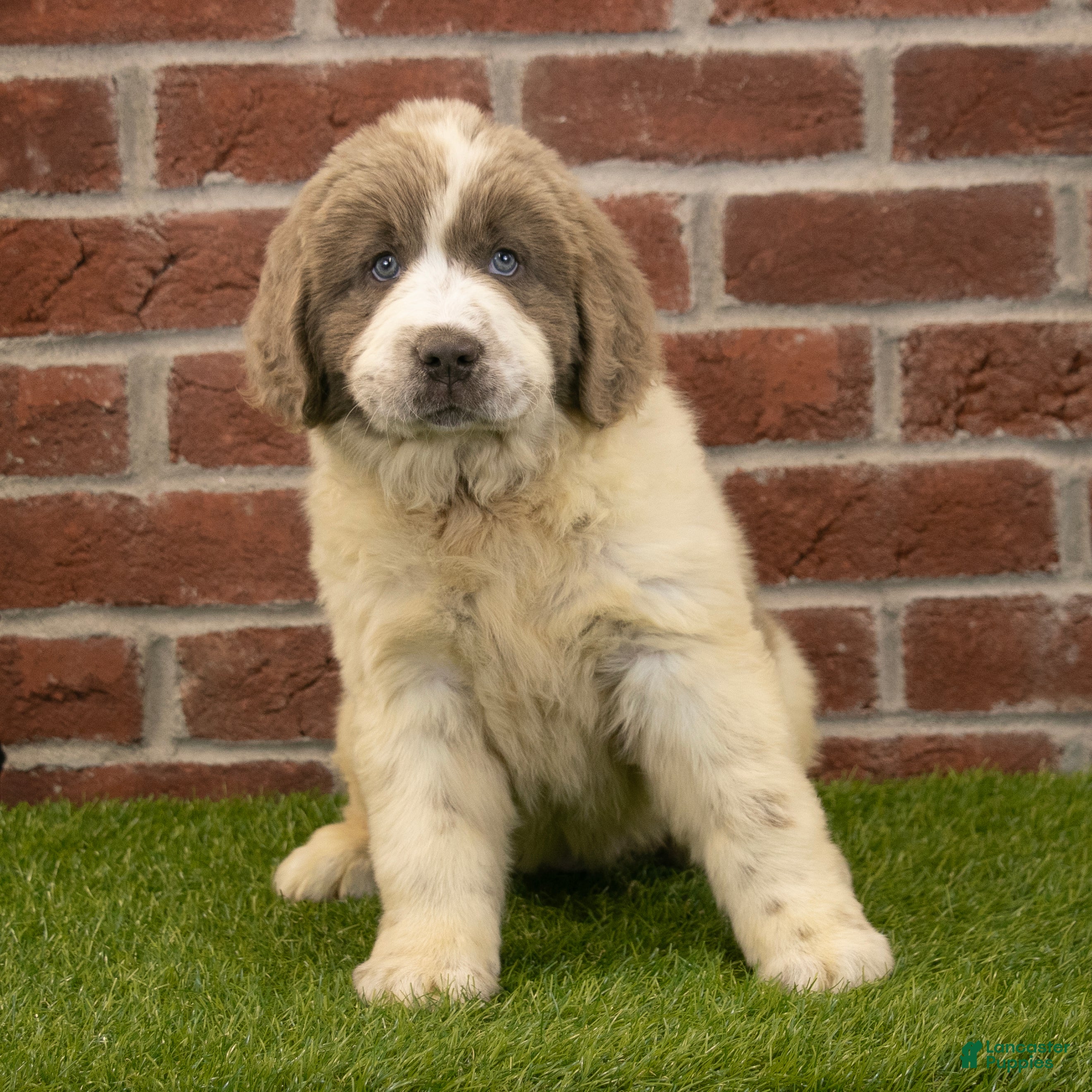Newfoundland dogs for sale: Megan - Ad 4