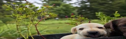 Labrador Retriever dogs for sale: Max - Ad 2