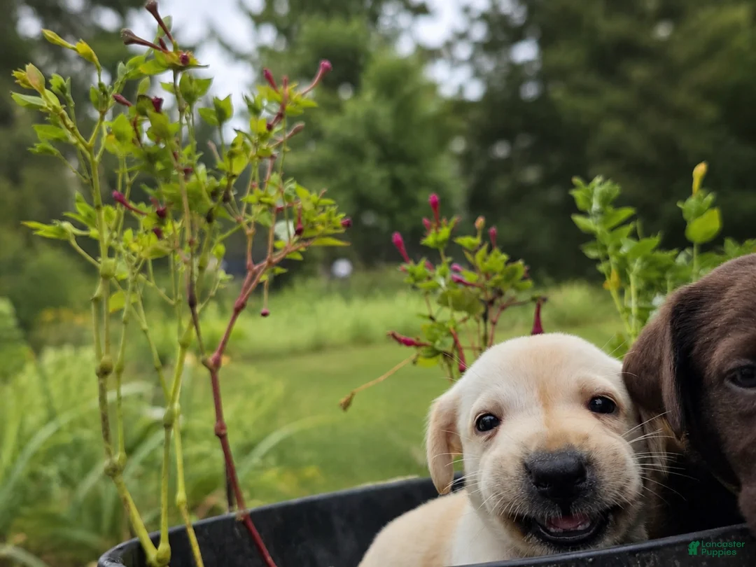 Labrador Retriever dogs for sale: Max - Ad 2