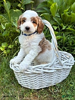 Goldendoodle dogs Abe  - Ad 1
