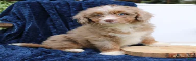 Dakota 