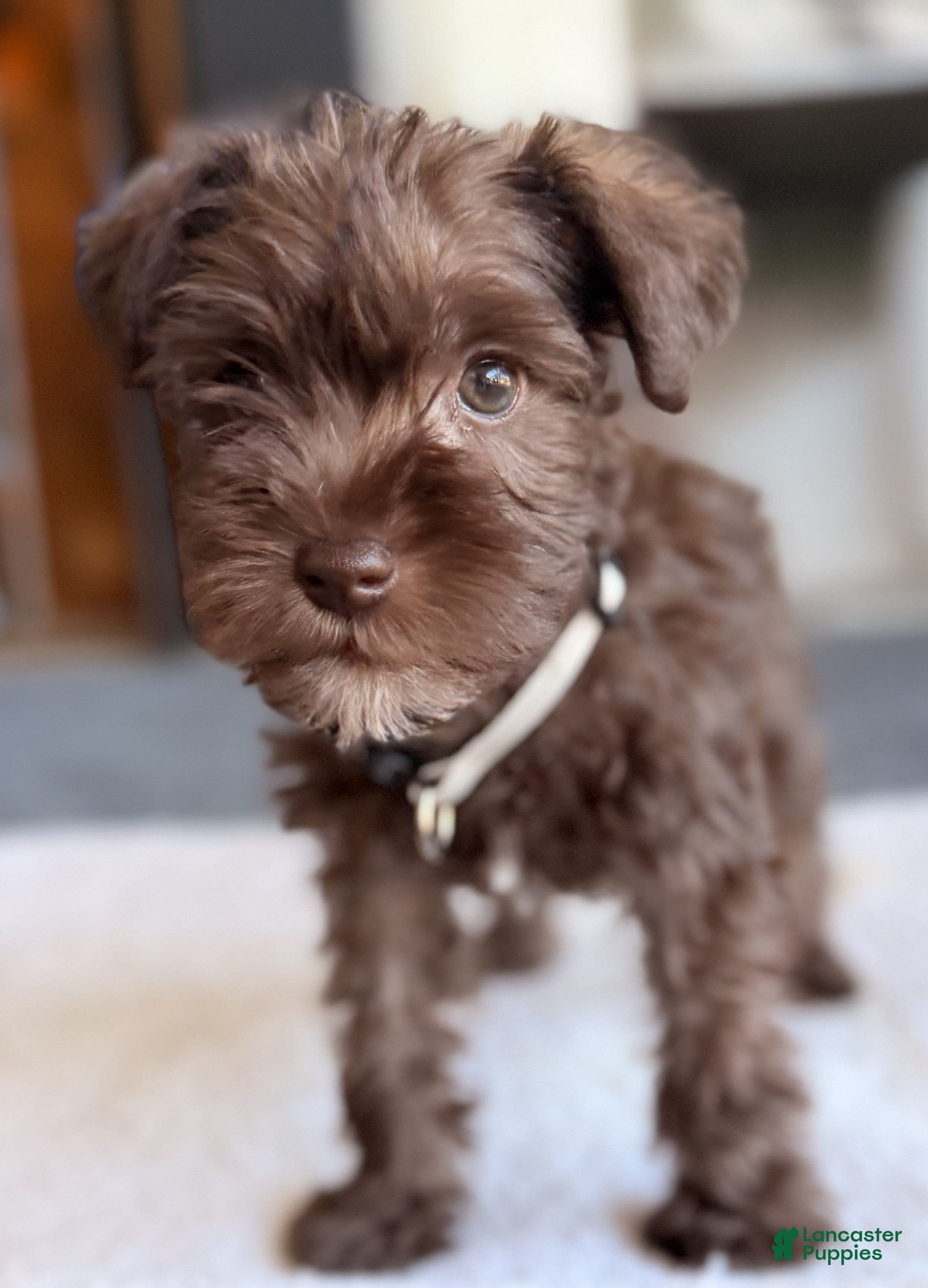Miniature Schnauzer dogs Miniature Schnauzer 7 - Ad 1