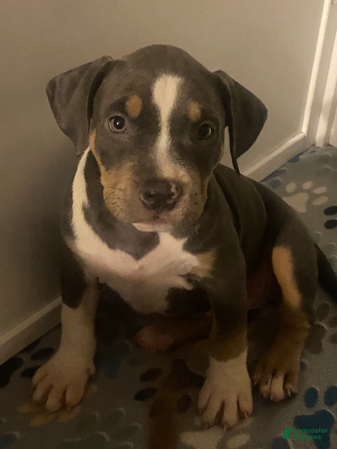 American Bully dogs for sale: American Bully Puppy 1 - Ad 1