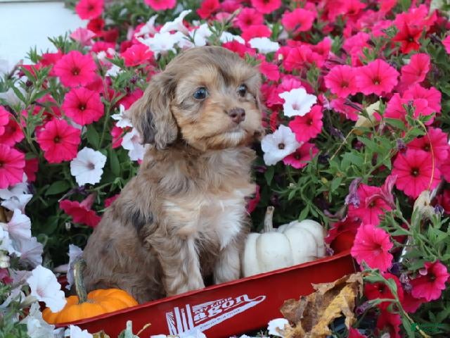 Cavapoo dogs Nevaeh - Ad 1