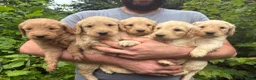 Goldendoodle dogs for sale: Goldendoodle 6 - Ad 5