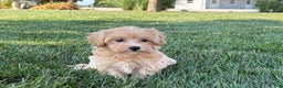 Maltipoo dogs for sale: Cutie - Ad 1