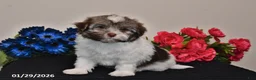 Havanese dogs for sale: Tony - Ad 5